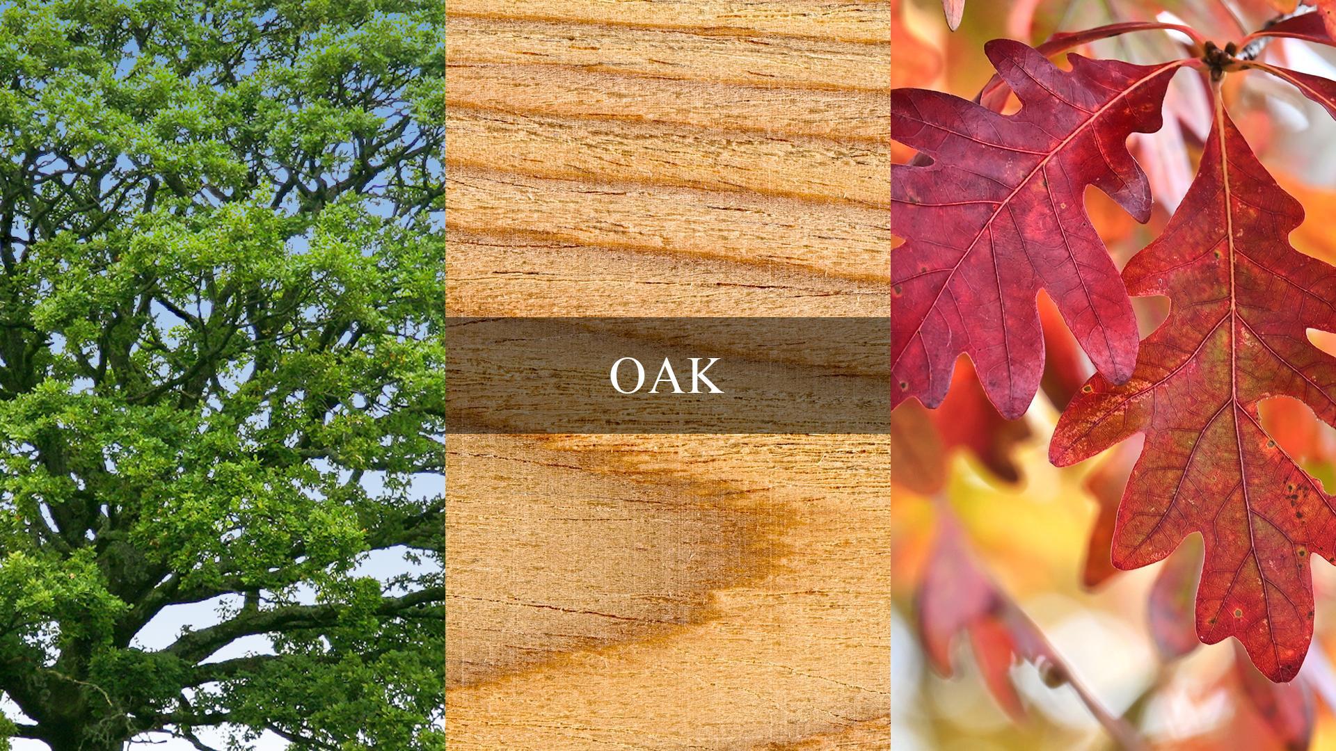 A collage of images highlighting oak, showing the lumber wood grain, tree, and leaves