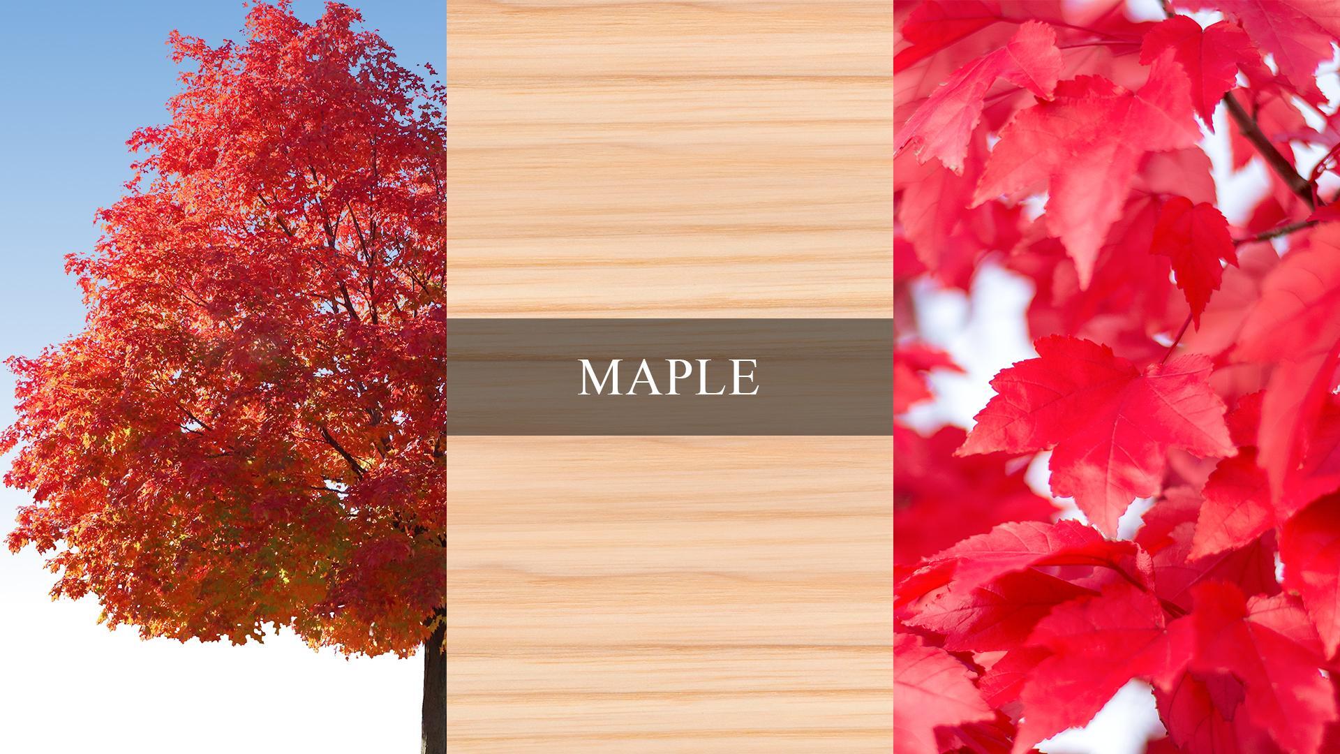 A collage of images showing maple trees, leaves, and its wood grain