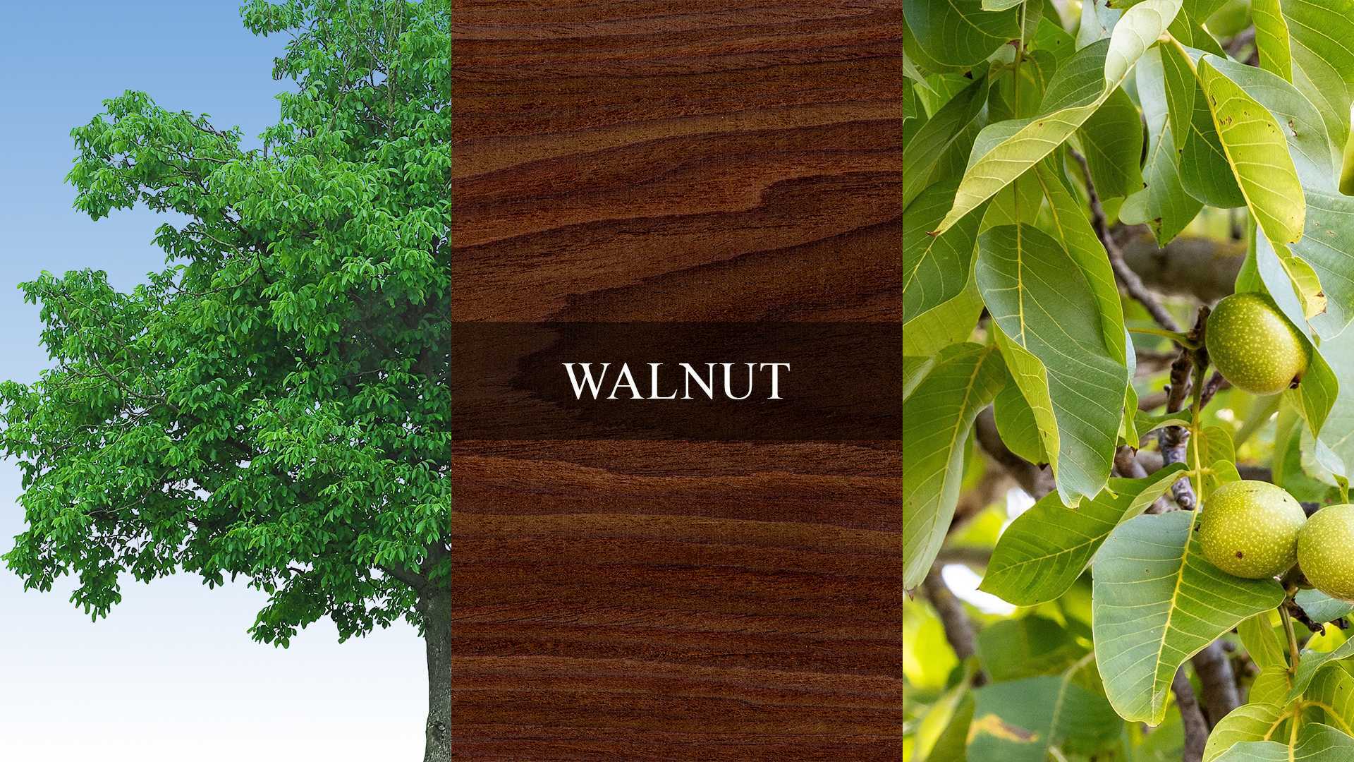 A collage showcasing walnut trees, leaves, and wood grain