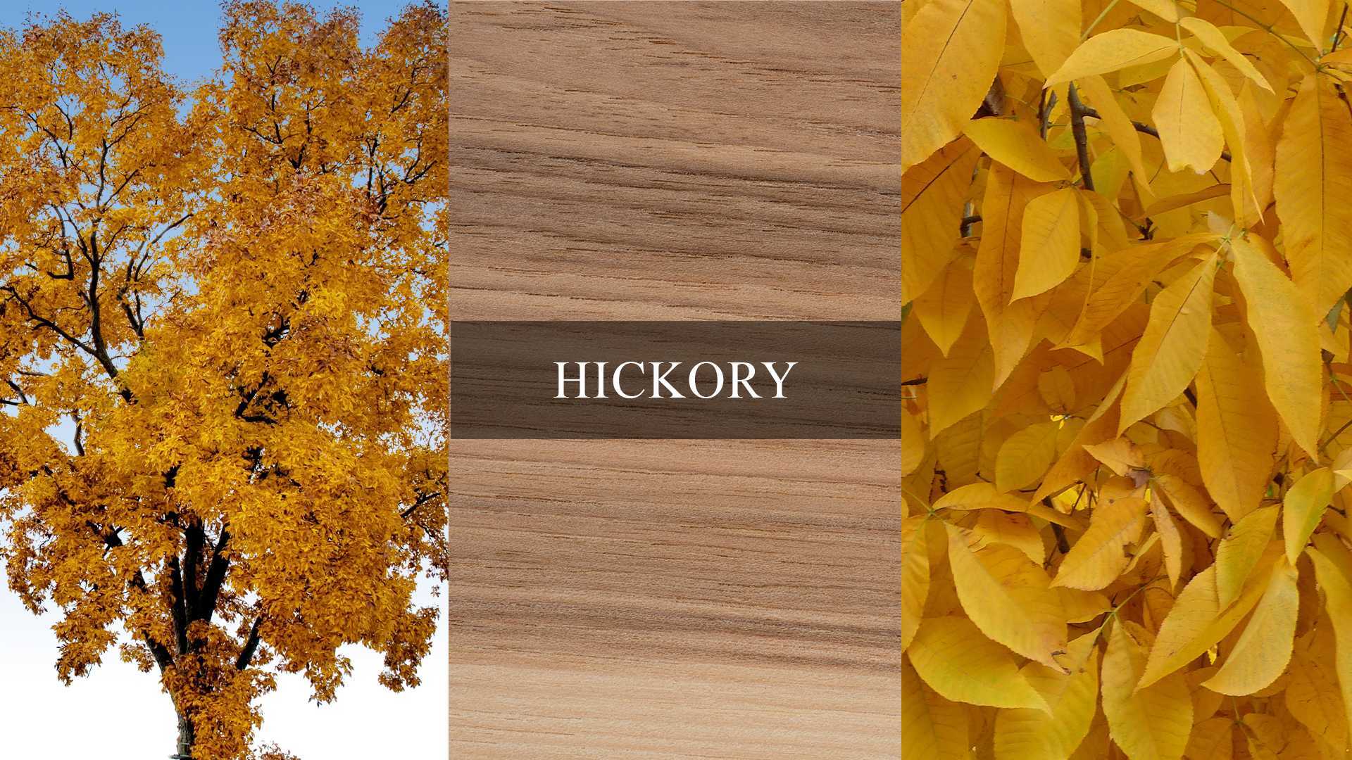 A collage showing the appearance of hickory trees and wood grain