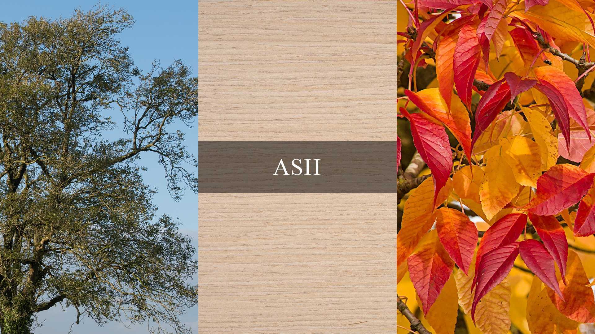 An image collage showing the beauty of ash trees and its wood grain