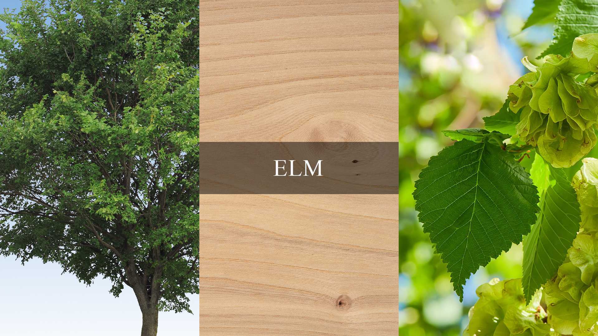 An image collage highlighting elm trees and their wood grain