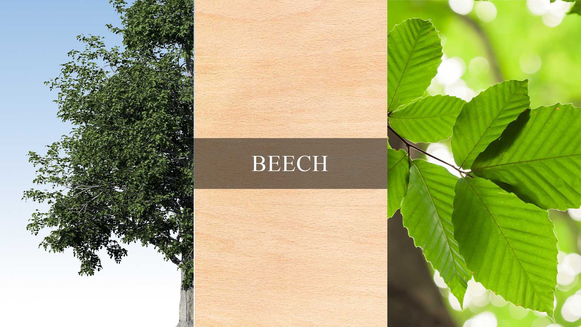 A collage of images showing beech trees, beech leaves, and beech wood grain close up