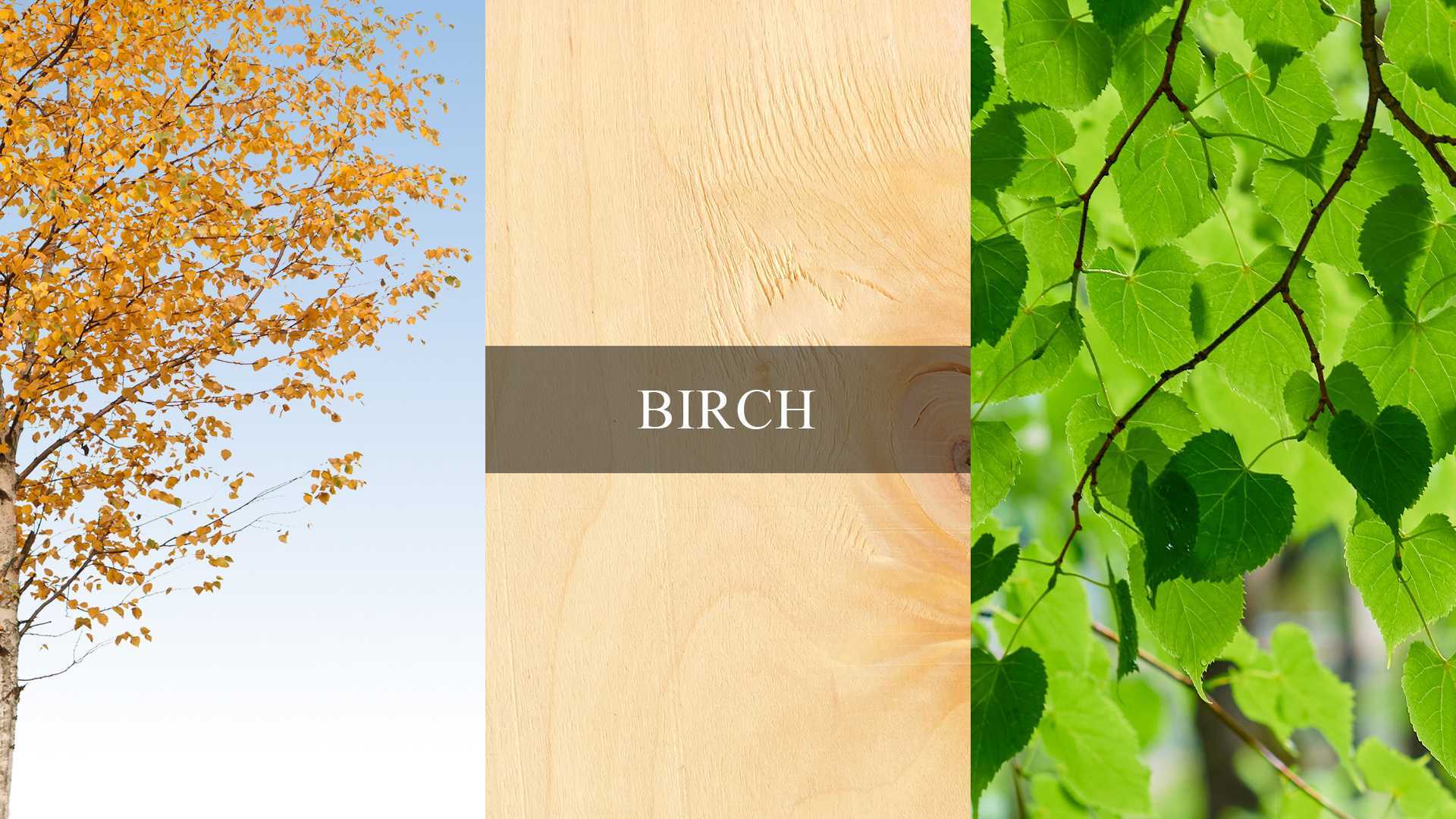 An image collage showing birch trees, leaves, and birch wood grain