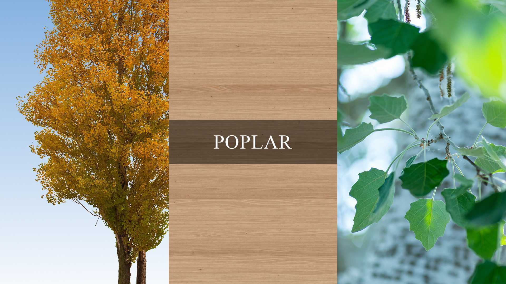 An image collage showing poplar trees, leaves, and poplar wood grain