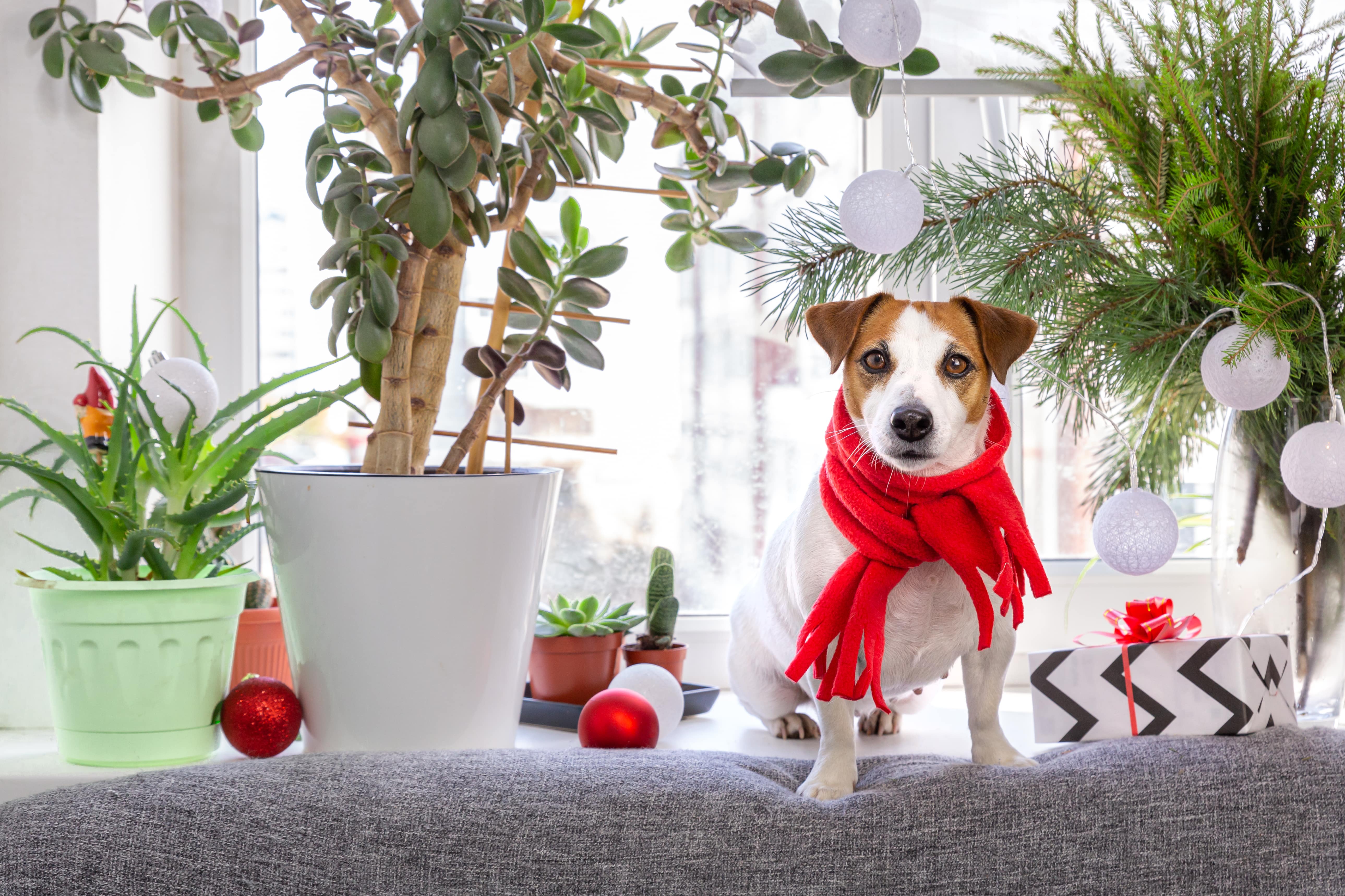 Potted plants sitting inside by a window next to a dog with a red scarf surrounded by ornaments